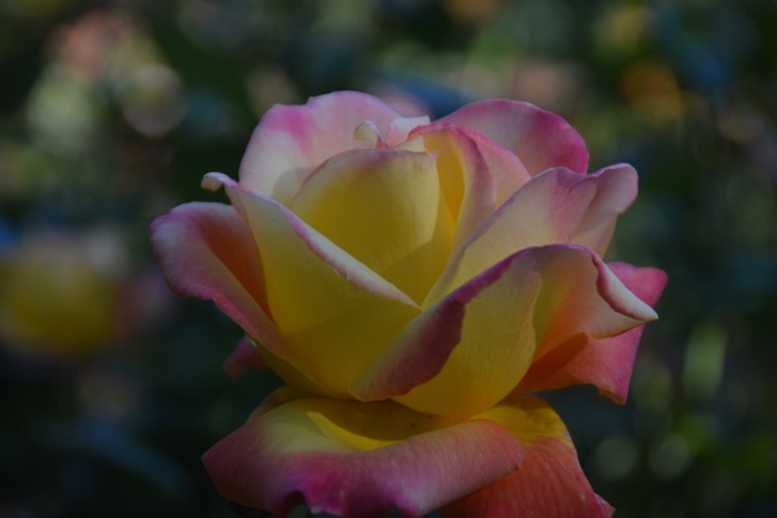 closeup of roses at botanical garden